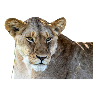 Stunning Close Up Portrait Of A Lioness In Natural Habitat, Showcasing Her Majestic Beauty. 19940 - Cat PNG image with transparent background